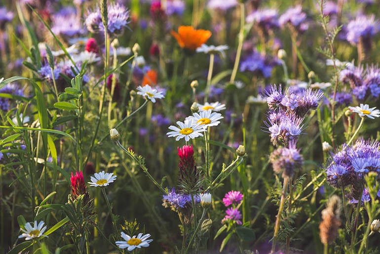 5 Ways Food Security - Pollinators