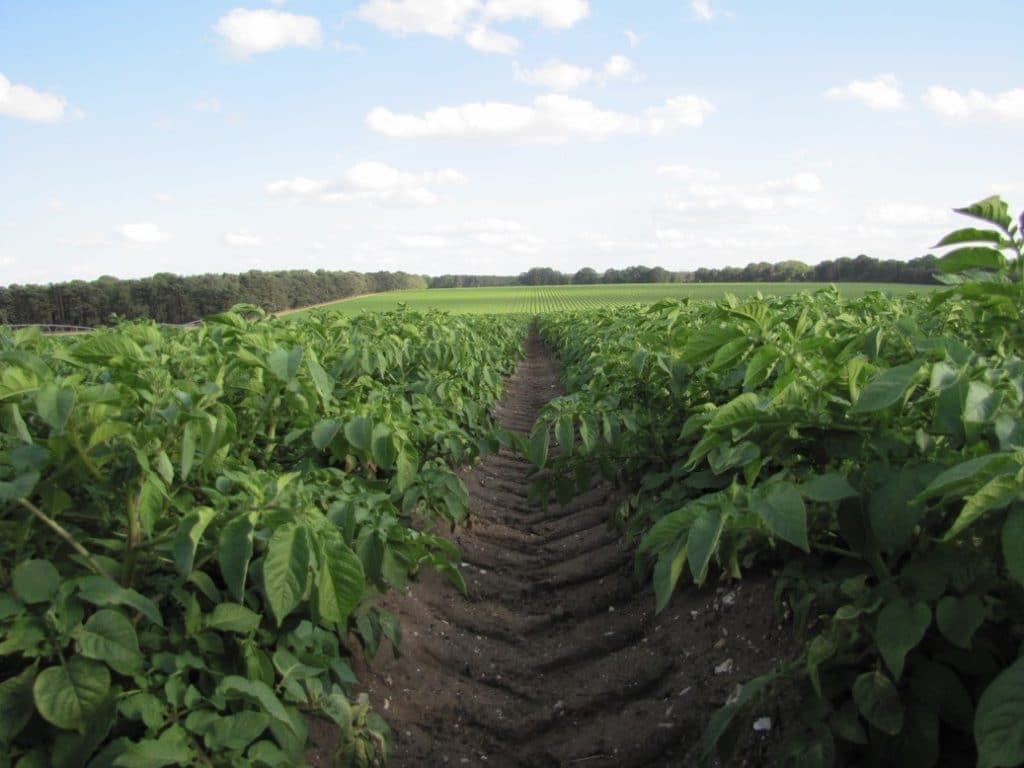 Elveden SPot potatoes