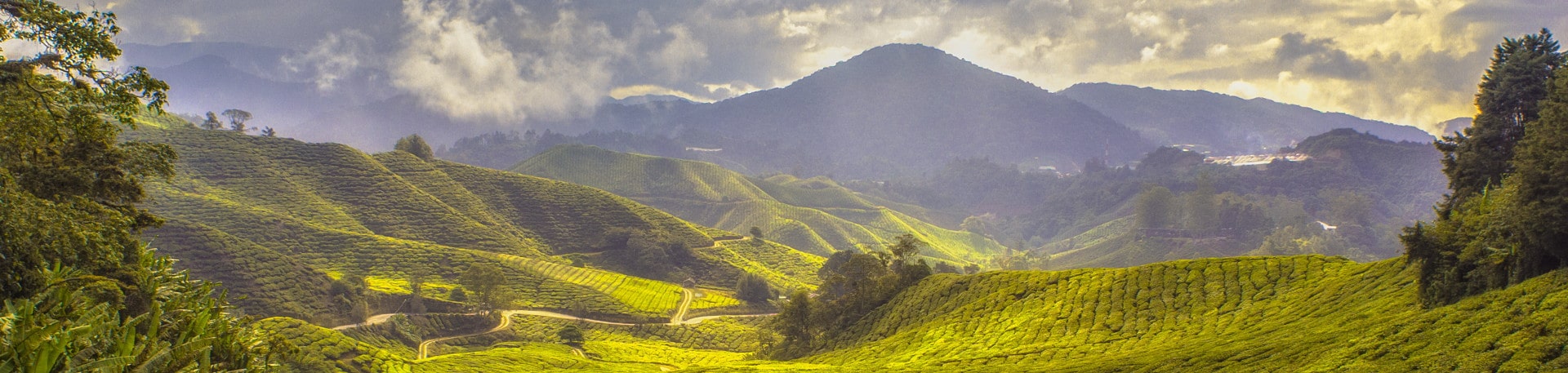 Triage web photo Malaysia