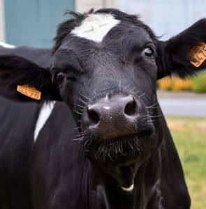 The Three Rs of Plant and Animal Diagnostics