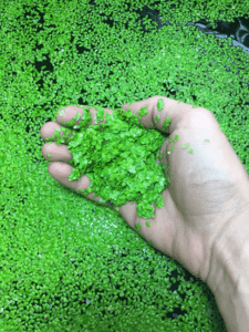 Duckweed
