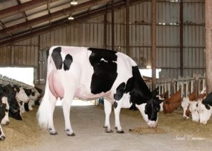 Dairy genomic indexes stand the test of time