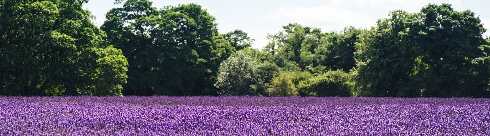 Nova Extraction launches world’s first industrial off-grid essence extractor 