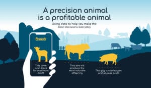 Breedr precision animal graphic