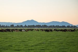 Exporting High Farming and Food Standards From the UK and NZ