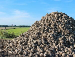 Potatoes, wheat and sugar beet collectively make up more than 55% of the total estimate of waste in primary production