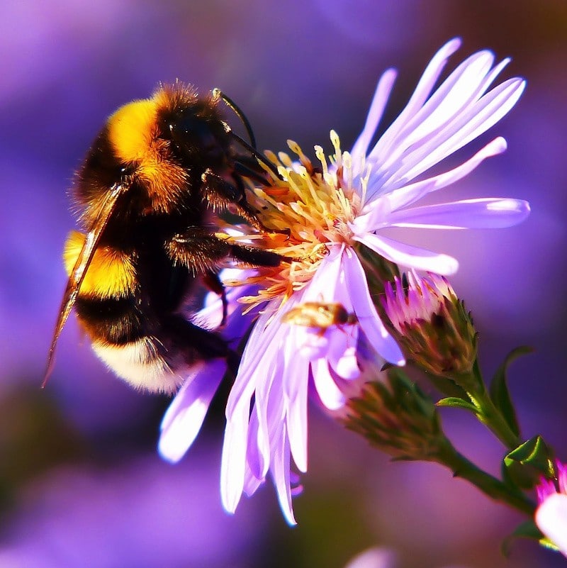 Which flowers do bees prefer? Portable sequencer provides answers