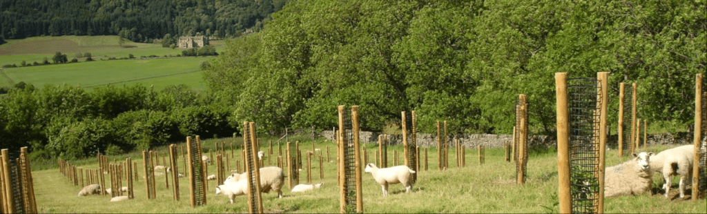 Sheep grazing agroforestry