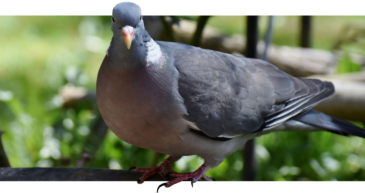Greenstalk’s smart bird scarer overcomes the curse of the woodpigeon