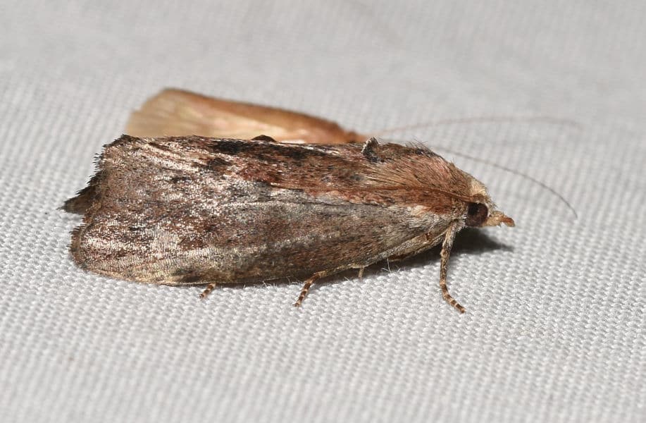 Greater Wax Moth (Galleria mellonella)