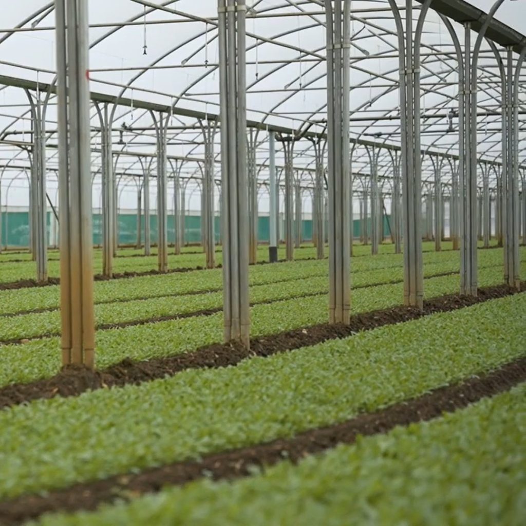 Light Science Technologies - polytunnel solution