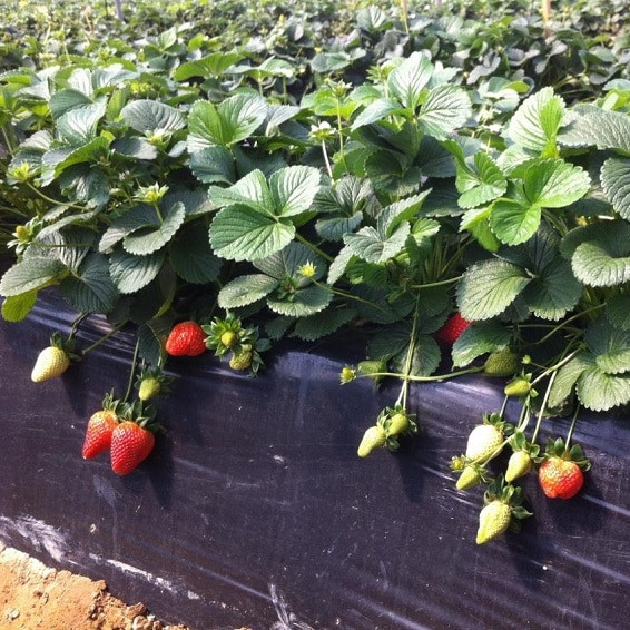 strawberries - myconourish