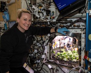 Lettuce in space (credit: ESA / NASA)