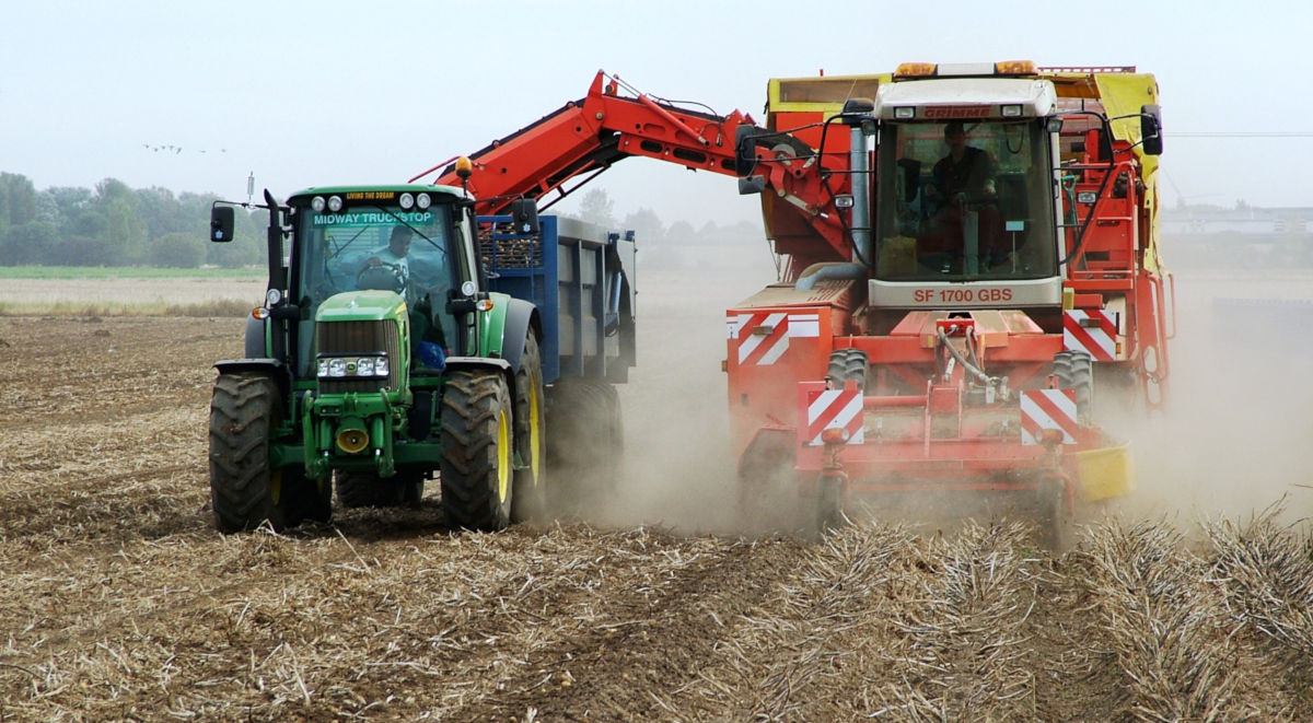 Lifting potatoes