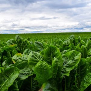 Lettuce field