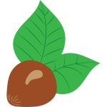 Hazelnut