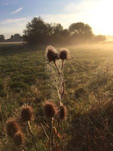 Morning thistles