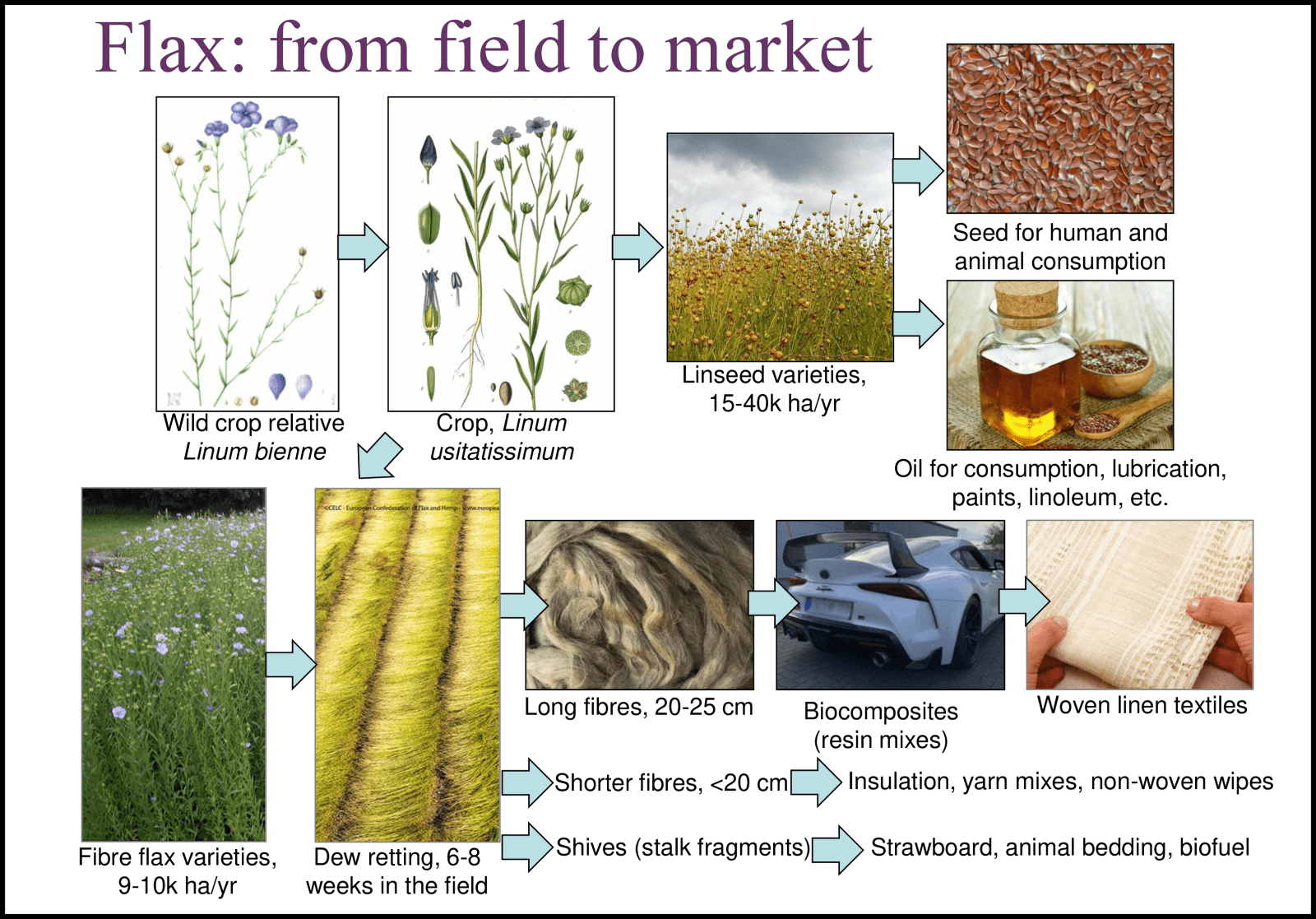 Novel crops have real promise for arable rotation