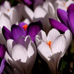 crocuses