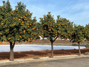 Valencia trip March 2023 more support needed for measure-to-manage agenda