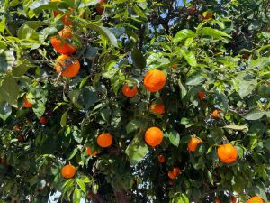 Valencia trip March 2023