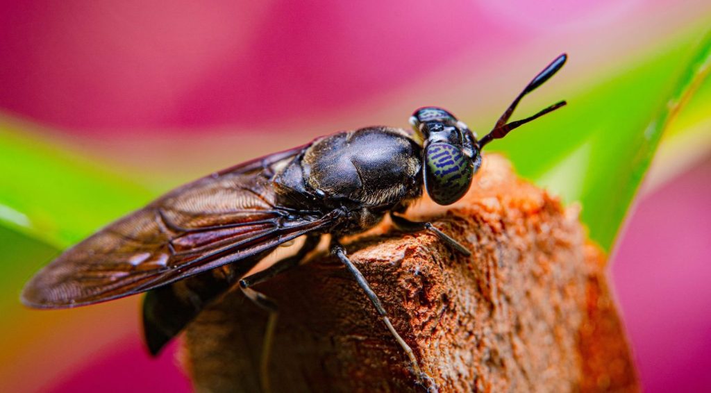 black-soldier-fly