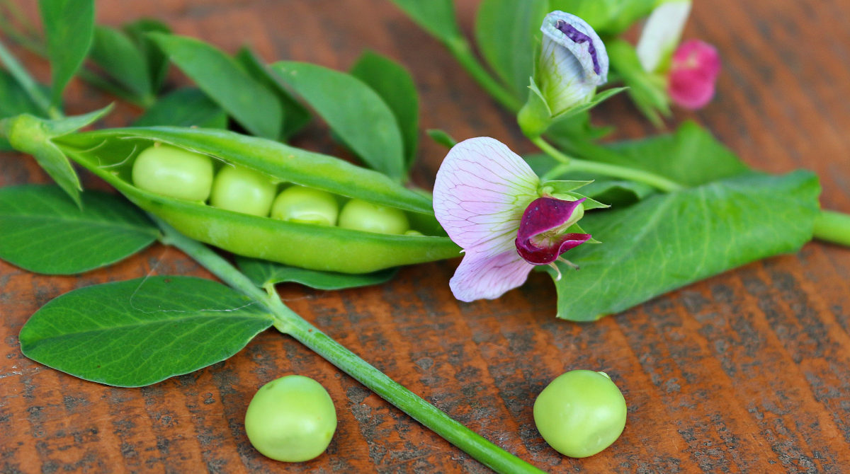 Peas
