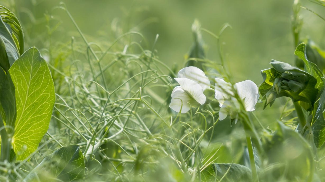 pea plant