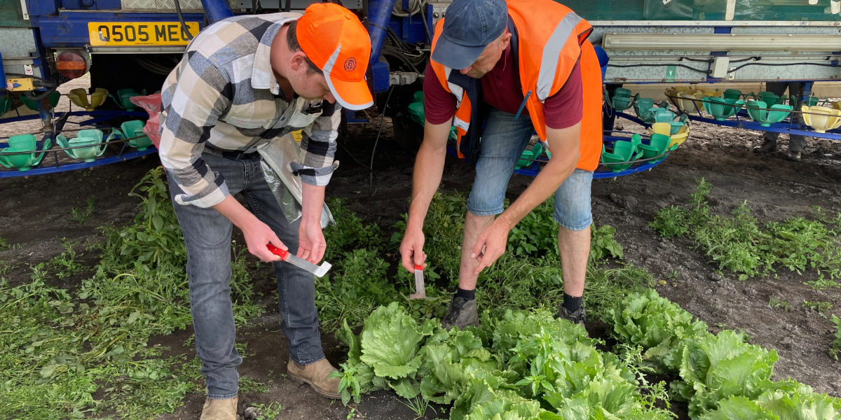 Lettuce harvesting at G's