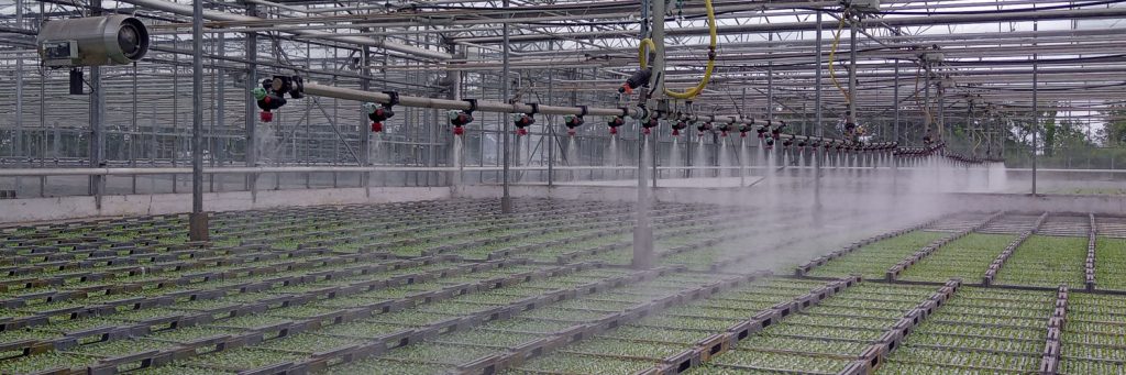 Crystal Heart plants in production
