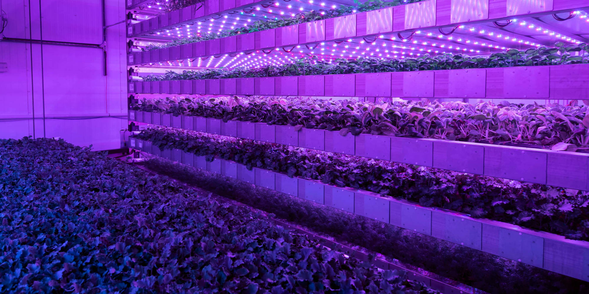 Industrial Horticulture is at a crossroads new report urges expansion