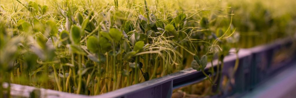 Pea shoots growing in the aeroponic vertical farm (web)