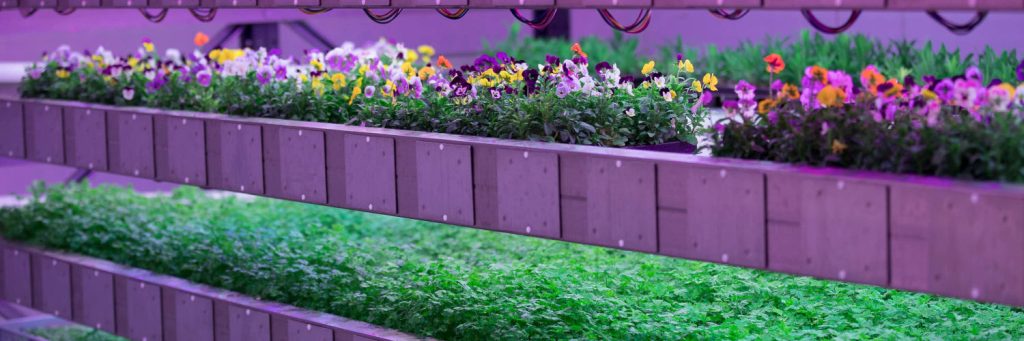Violas in IGS Aeroponics (web banner)