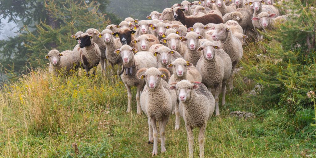 Flock of sheep flexible sensors for precison agriculture 