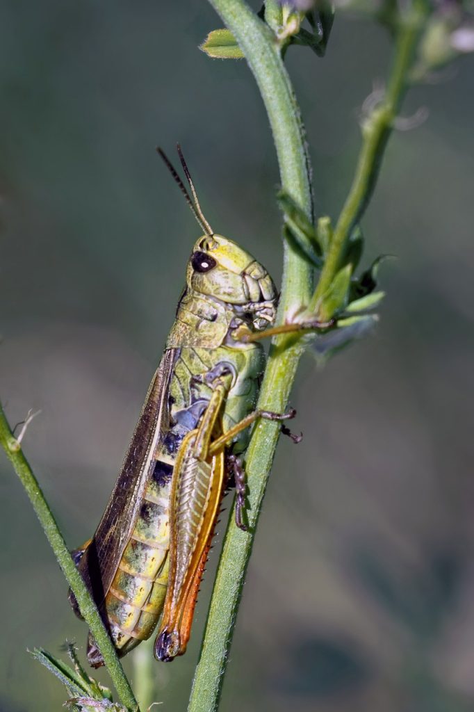 Grasshopper
