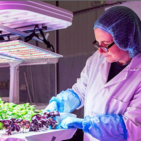 Time to grow up for Controlled Environment Agriculture?