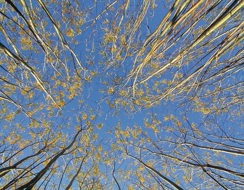 BASF and Rothamsted launch Sustainability Challenge