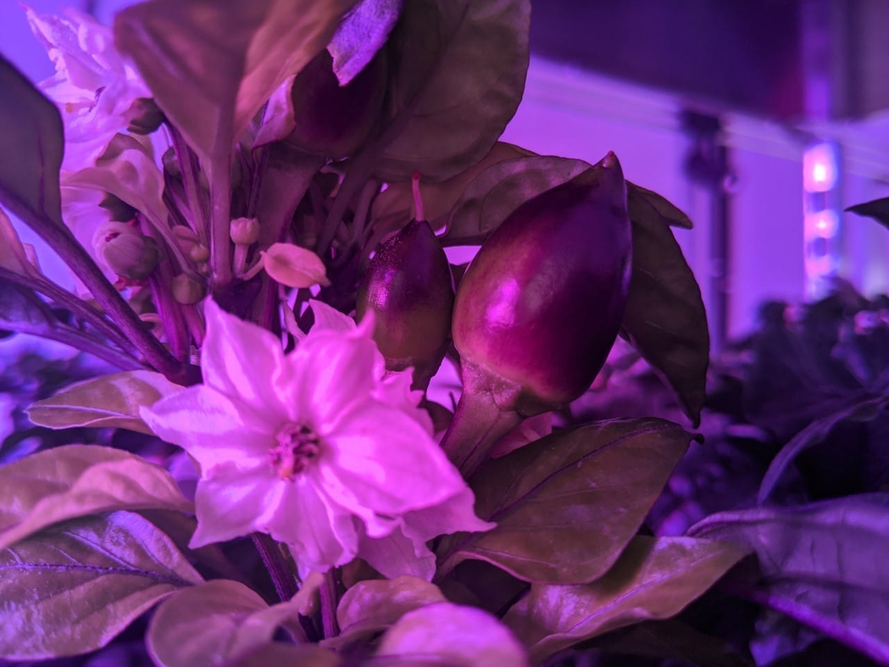 Are automated facilities the future for fresh produce?