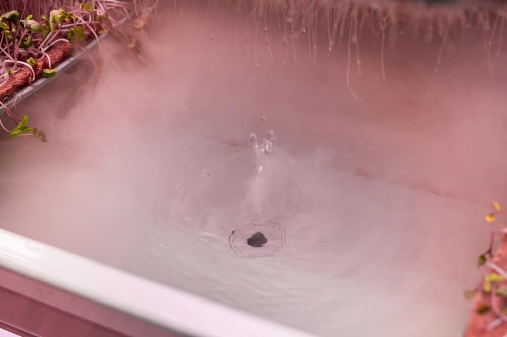 20220407-Lettusgrow-2515-sound