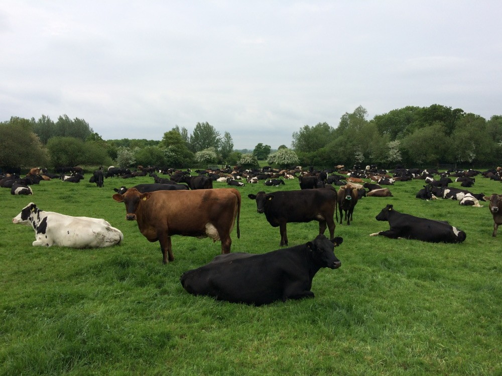 Eradicating Bovine TB – new tool shows promise