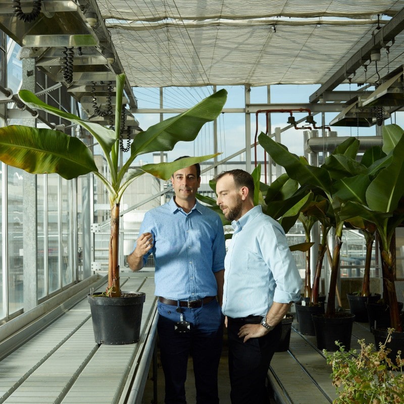 Saving the banana – Tropic Biosciences develops advanced breeding tech
