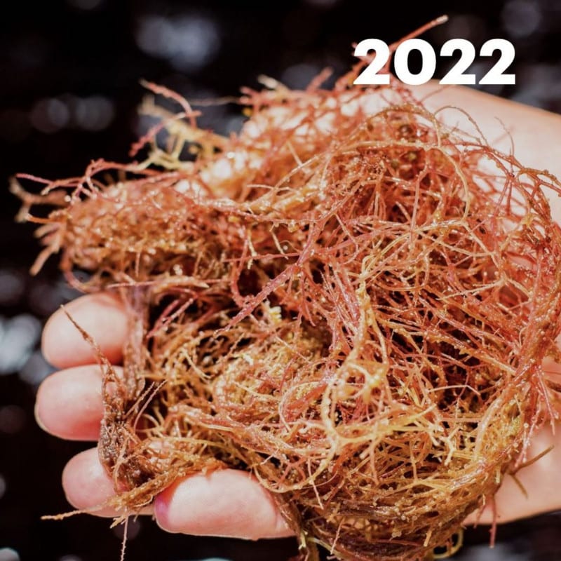 AgFunder2022-feat