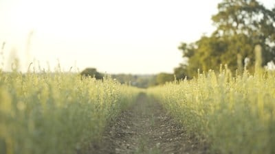 Ahiflower_Field_Path-press-pic