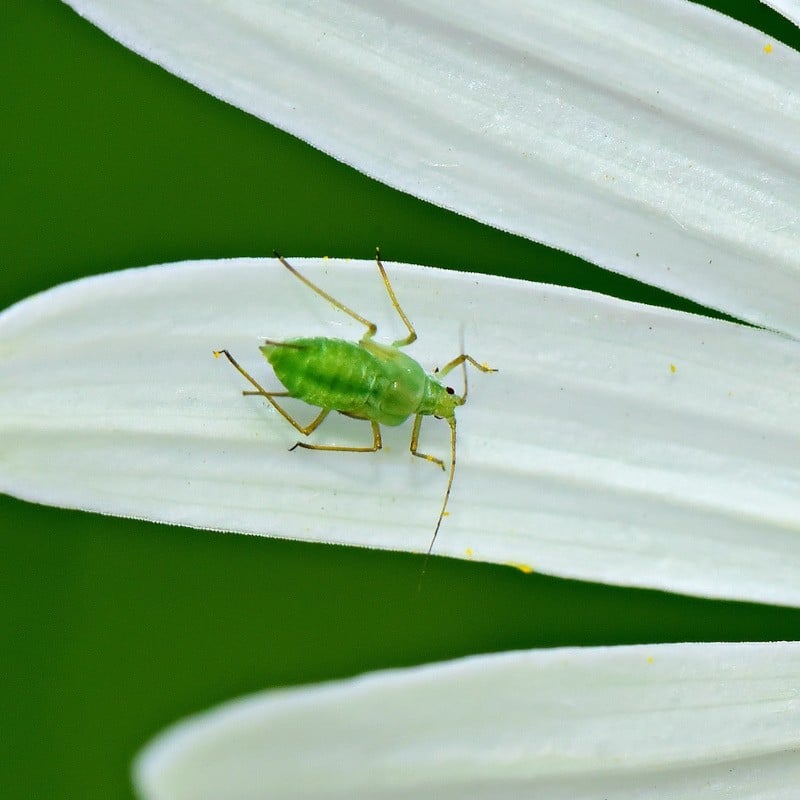 Aphids and bad weather: BBRO keen to share knowledge