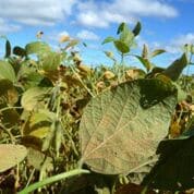 Asian-Soyabean-Rust-TSL-supplied-pic