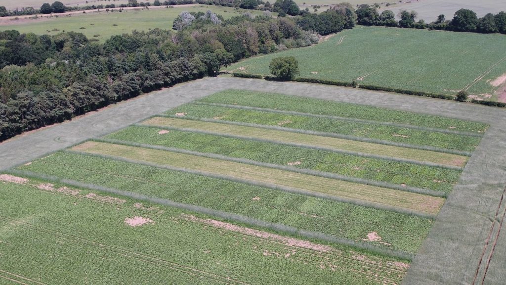 BBRO-Goliath-virus-trial