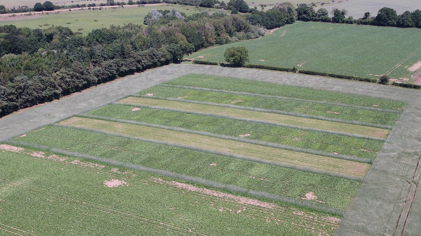 New approaches by BBRO aim to overcome removal of Neonicotinoids