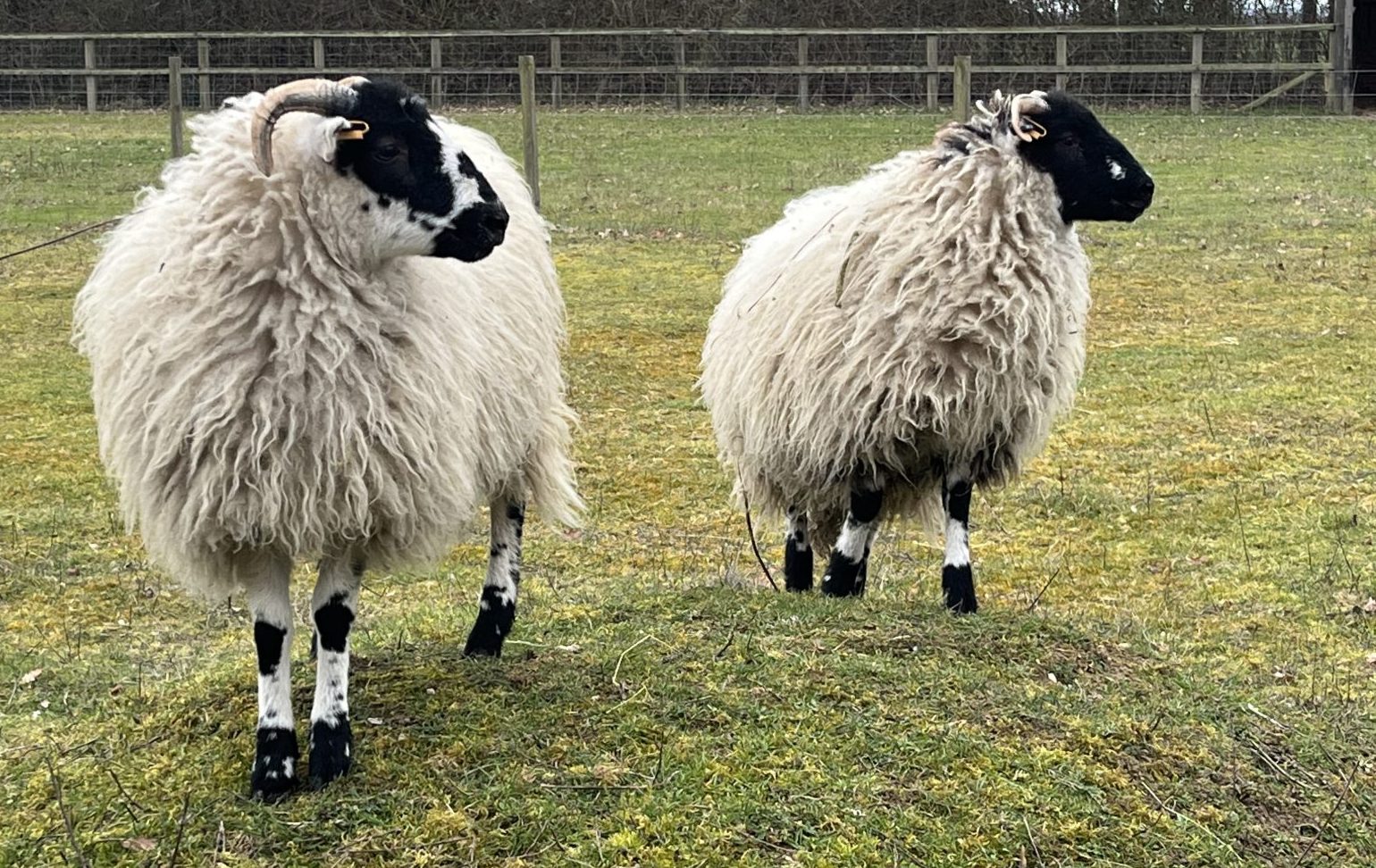 BCs-sheep-e1682614557534