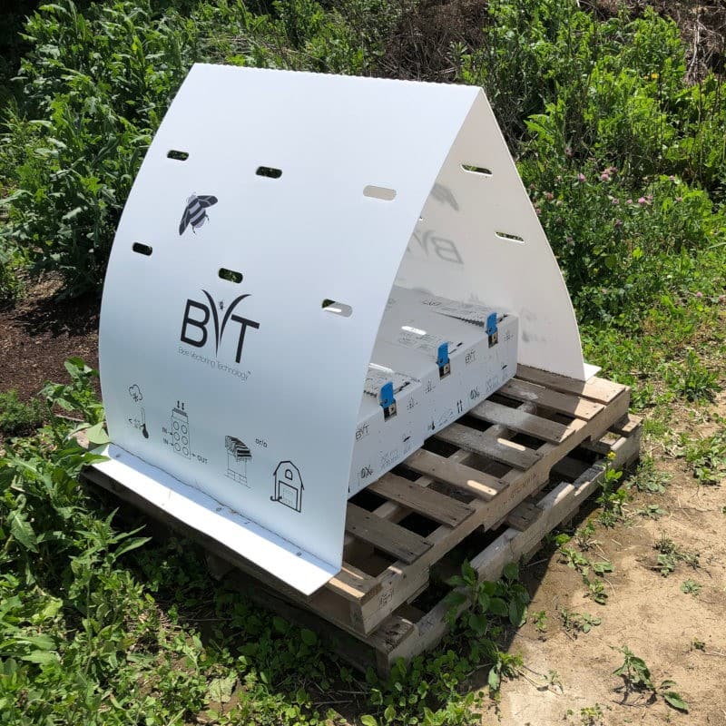 Innovative bee delivery tech helps strawberries fight botrytis