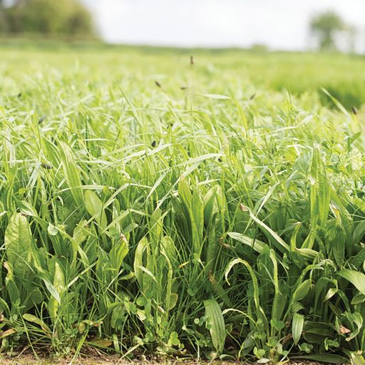 Barenbrug-at-groundswell